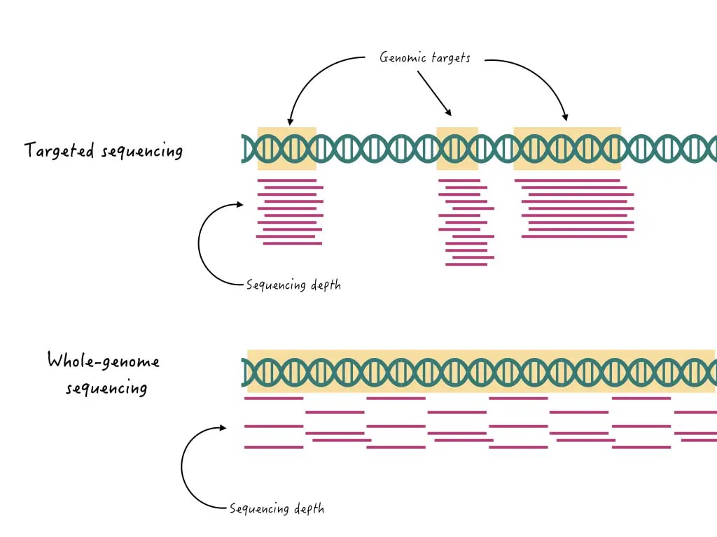 What is Targeted Sequencing and How Does It Work?