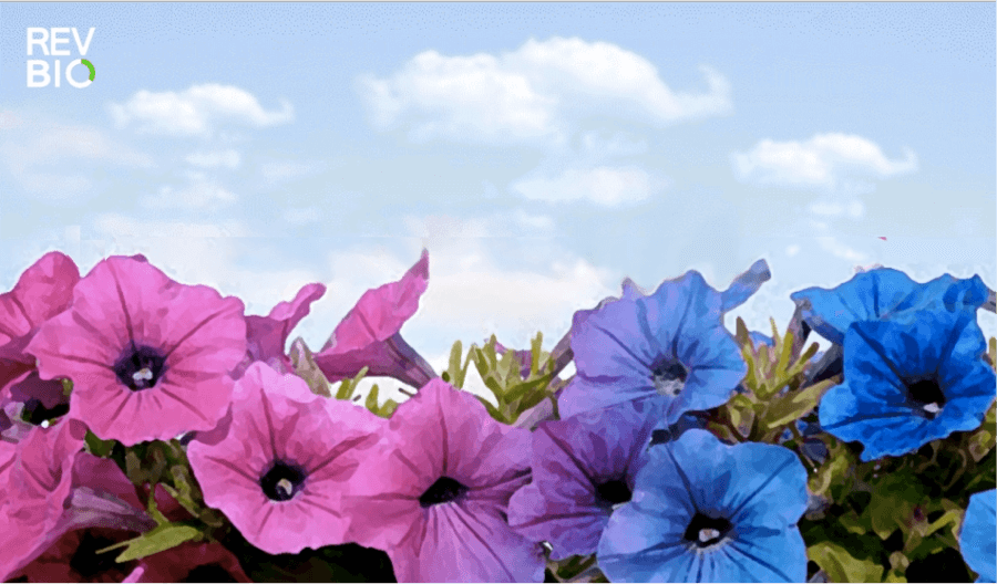 Talking Biotech Can GMO flowers help educate public on