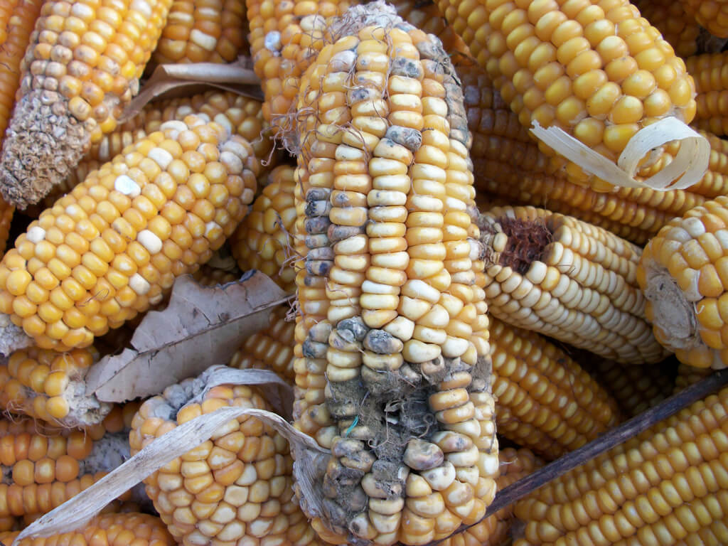 GMO Bt corn contains fewer diseasecausing mycotoxins than conventional