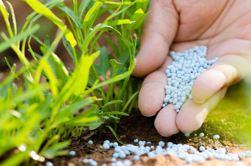 "Self-growing" plants? The discovery of a gene can lead to a decrease in synthesis