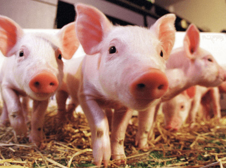 Xenotransplantation Pig organ transplants into humans could be