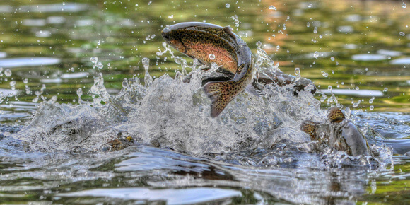Do trace levels of neonicotinoid insecticides found in waterways
