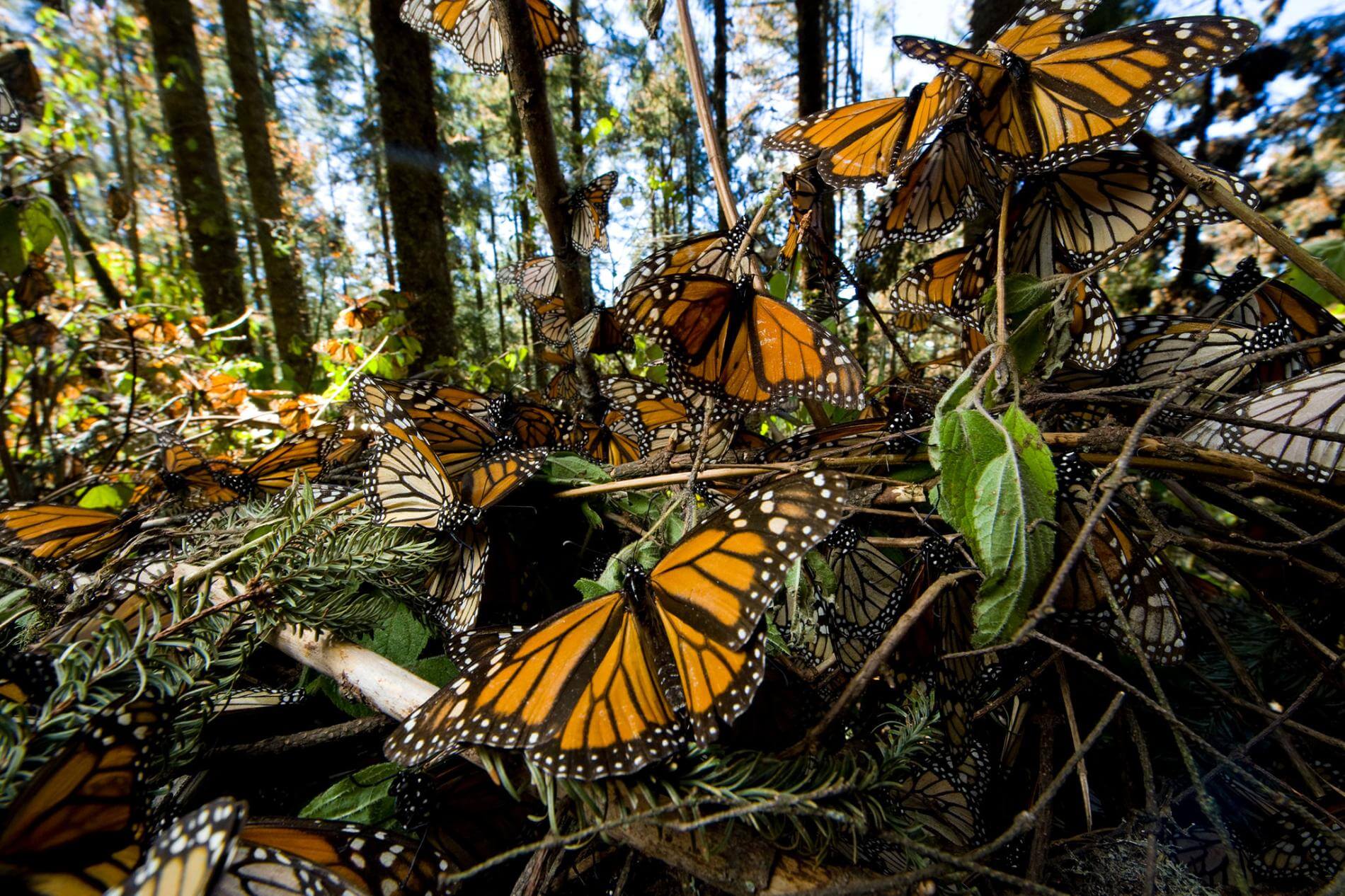 Eastern monarch butterfly is in decline, but it’s not due to habitat