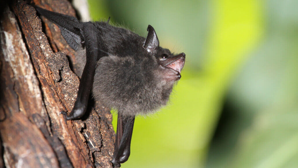 Baby talk What we can learn from bats about how human moms and babies