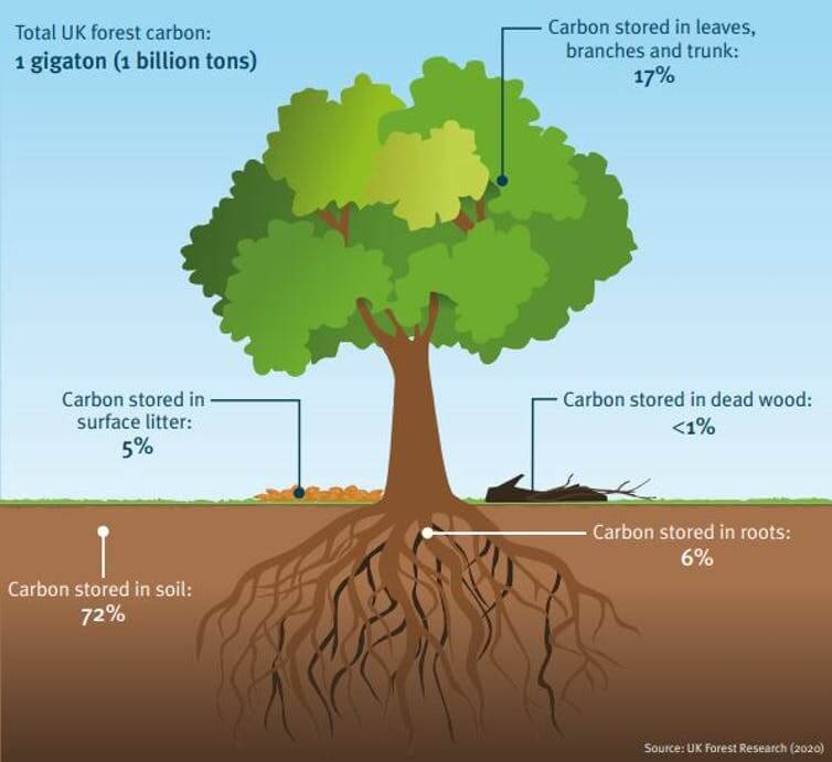 engineered trees offer dual sustainability benefits Carbon