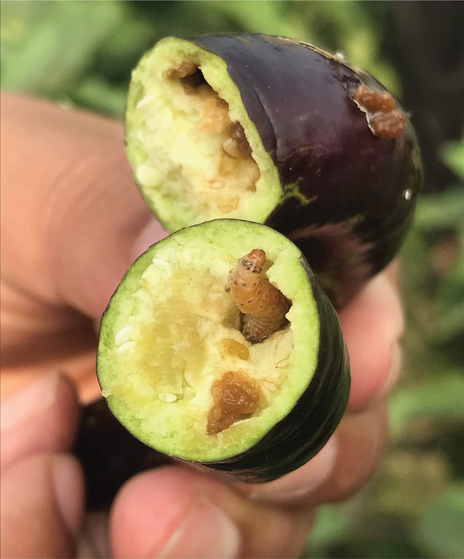 Viewpoint Cornell prof Anthony Shelton’s personal account of the