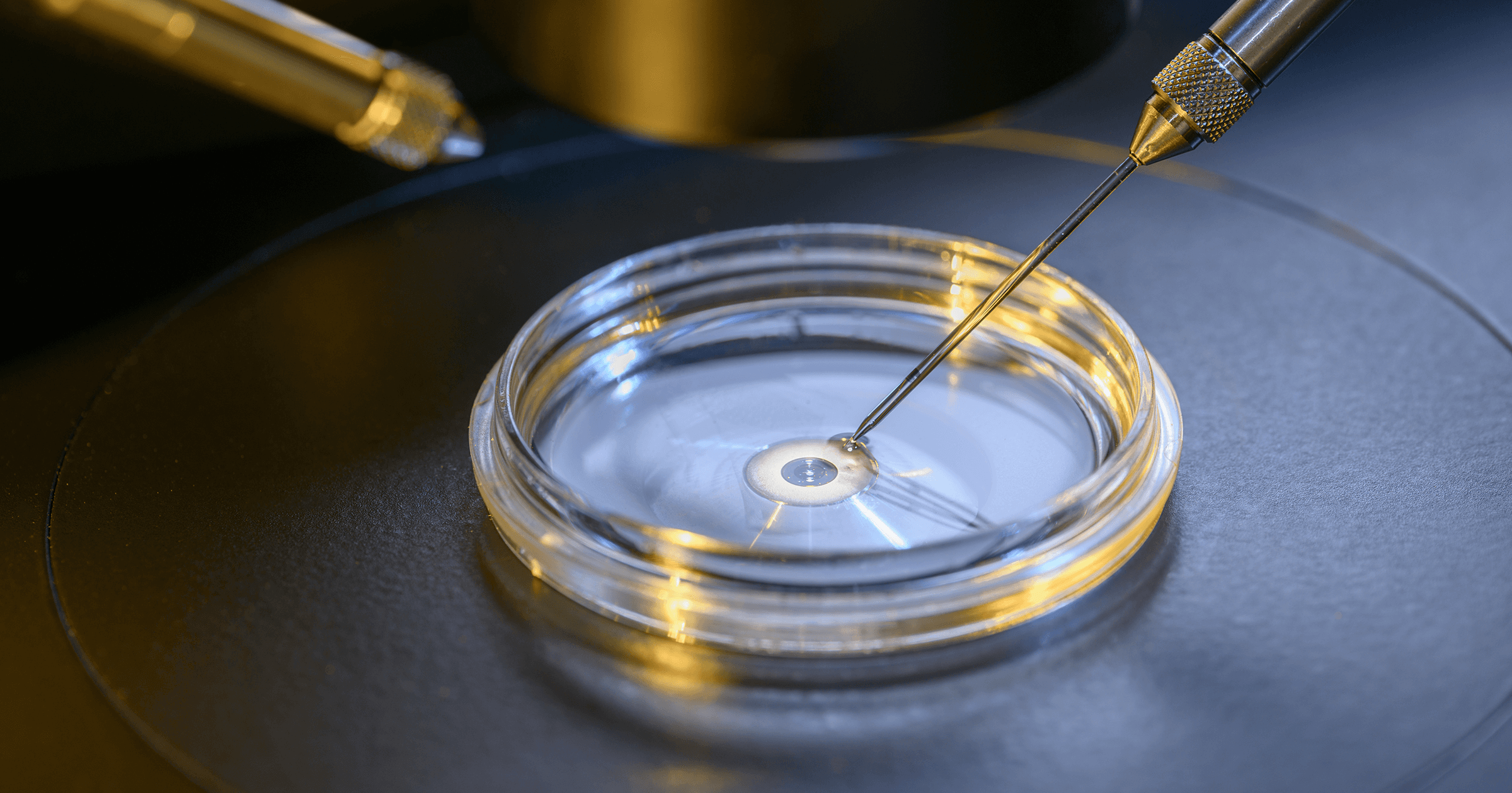 Could donated blood be transformed into labmade replacement eggs for infertile couples? Silicon