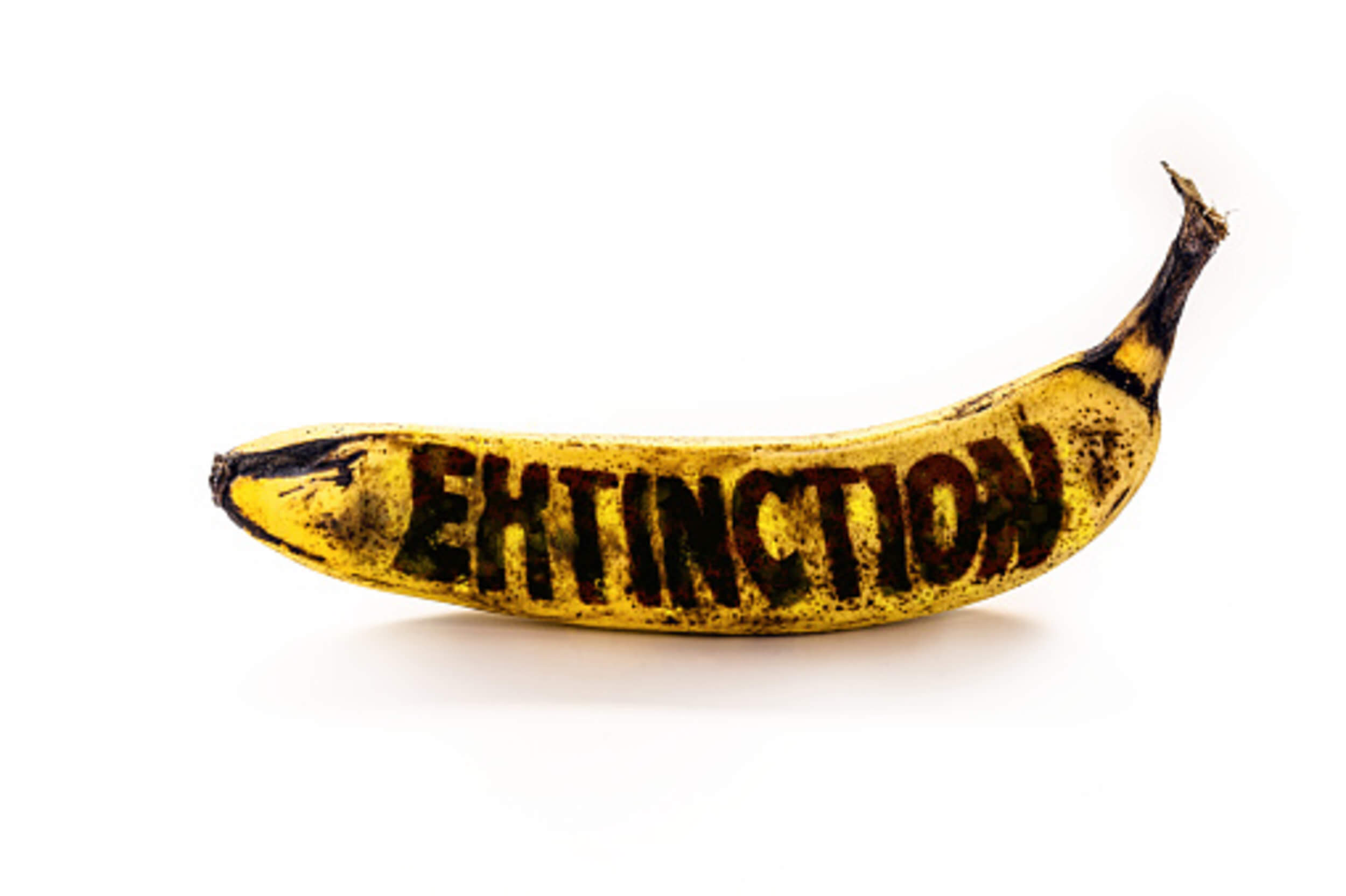 The world’s most popular banana variety is under threat of extinction