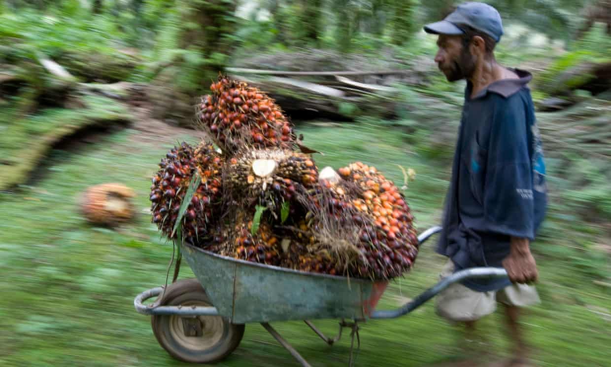 Reversing deforestation and biodiversity loss Can synthetic palm oil