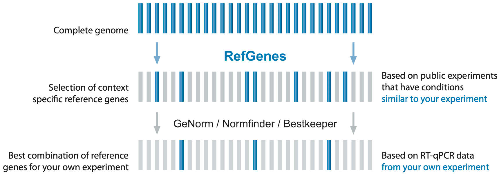 Boda suicidio Drástico housekeeping genes qpcr mouse Predicar crear