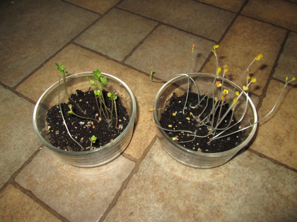 Genevieve's Place Stories, Recipes, and More!