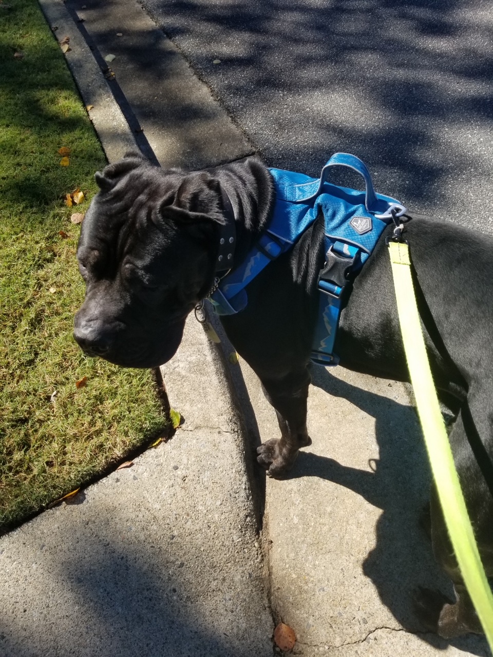 Genevieve's Dogs Dog Training, Walking, Sitting for Alpharetta