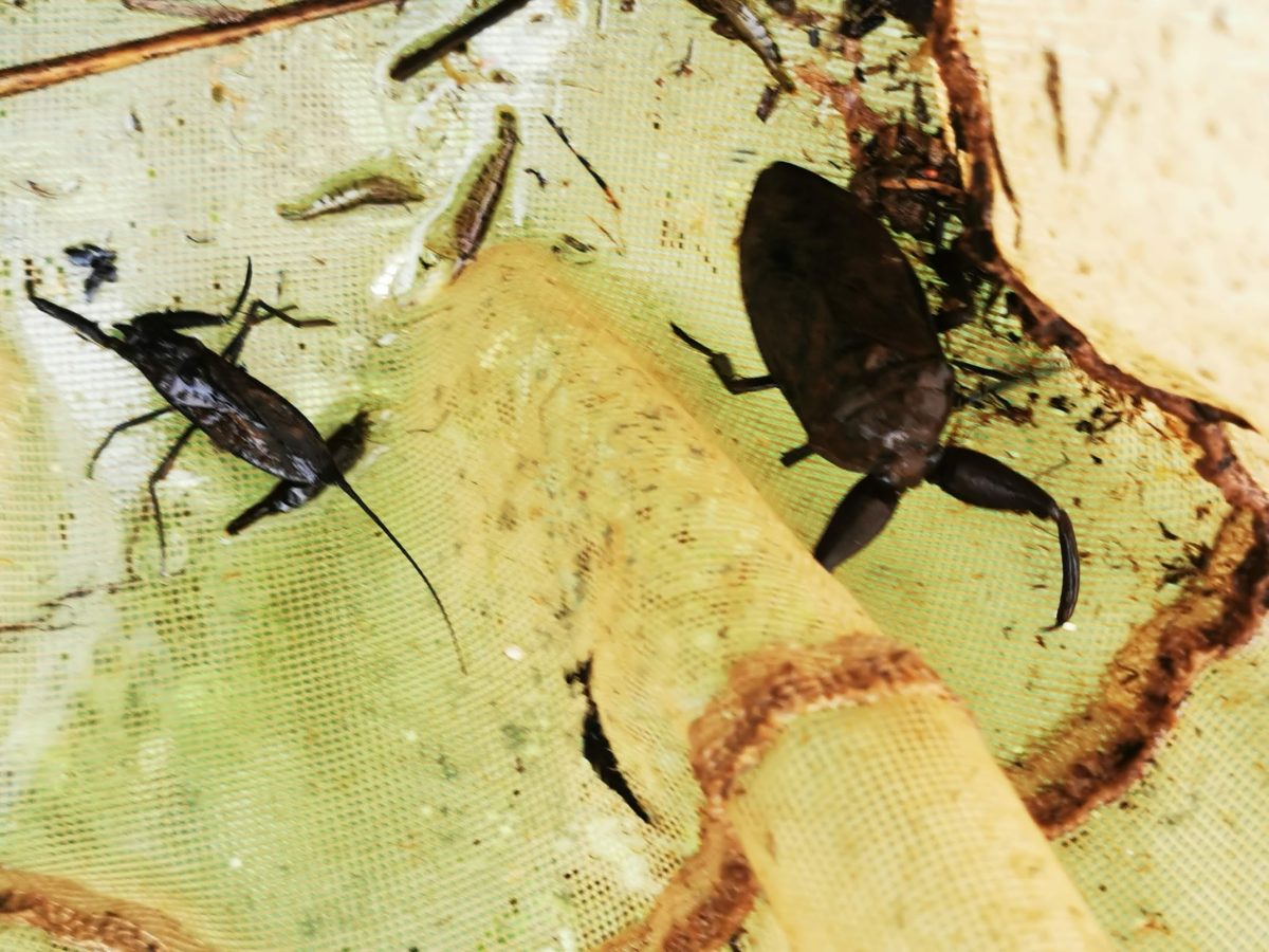選択した画像 タイコウチ 幼虫 餌 184225タイコウチ 幼虫 餌 Jozirasutomlsu