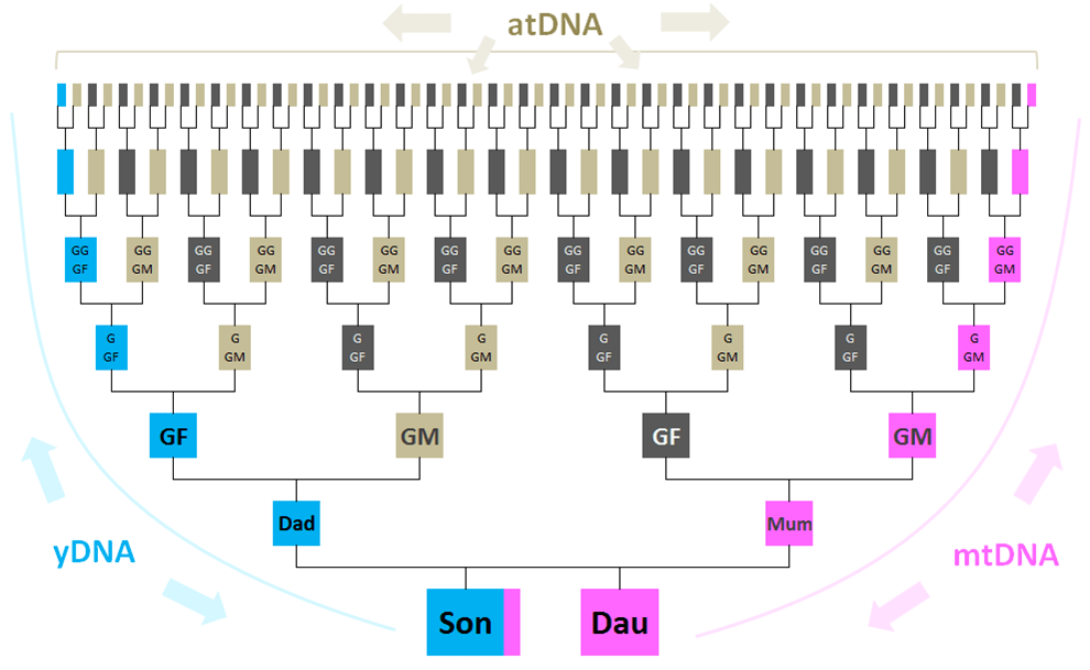 What types of DNA tests are available? Genie1 Genealogy