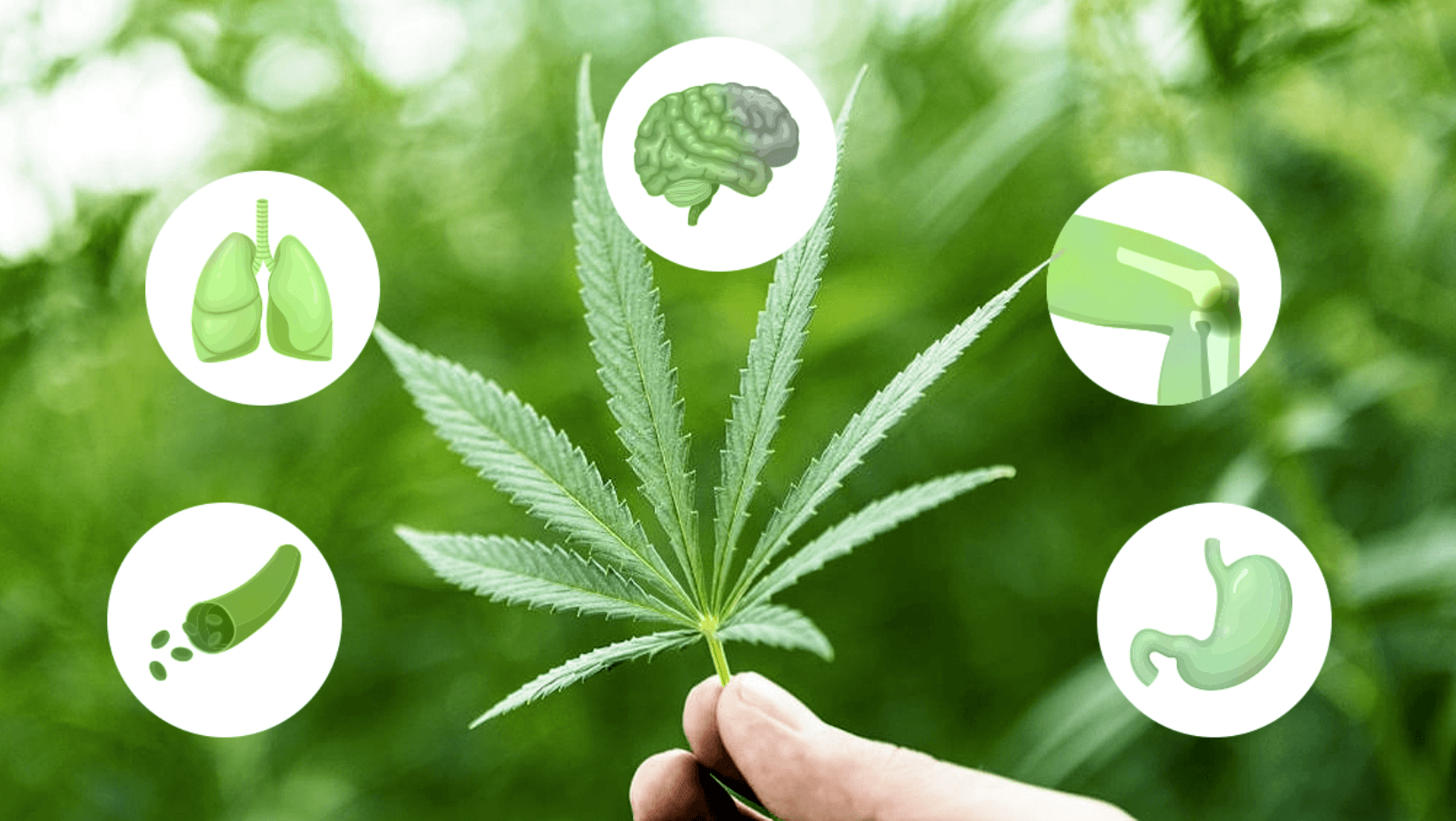 Cannabis Nuggets An indepth Guide Westland, MI, Dearborn, MI & Oak