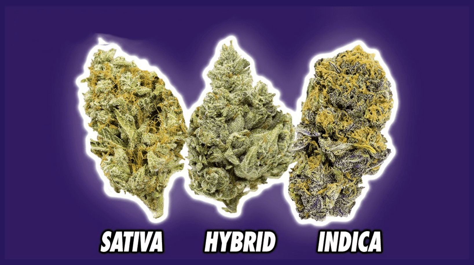Cannabis Nuggets An indepth Guide Westland, MI, Dearborn, MI & Oak Park, MI Green Genie