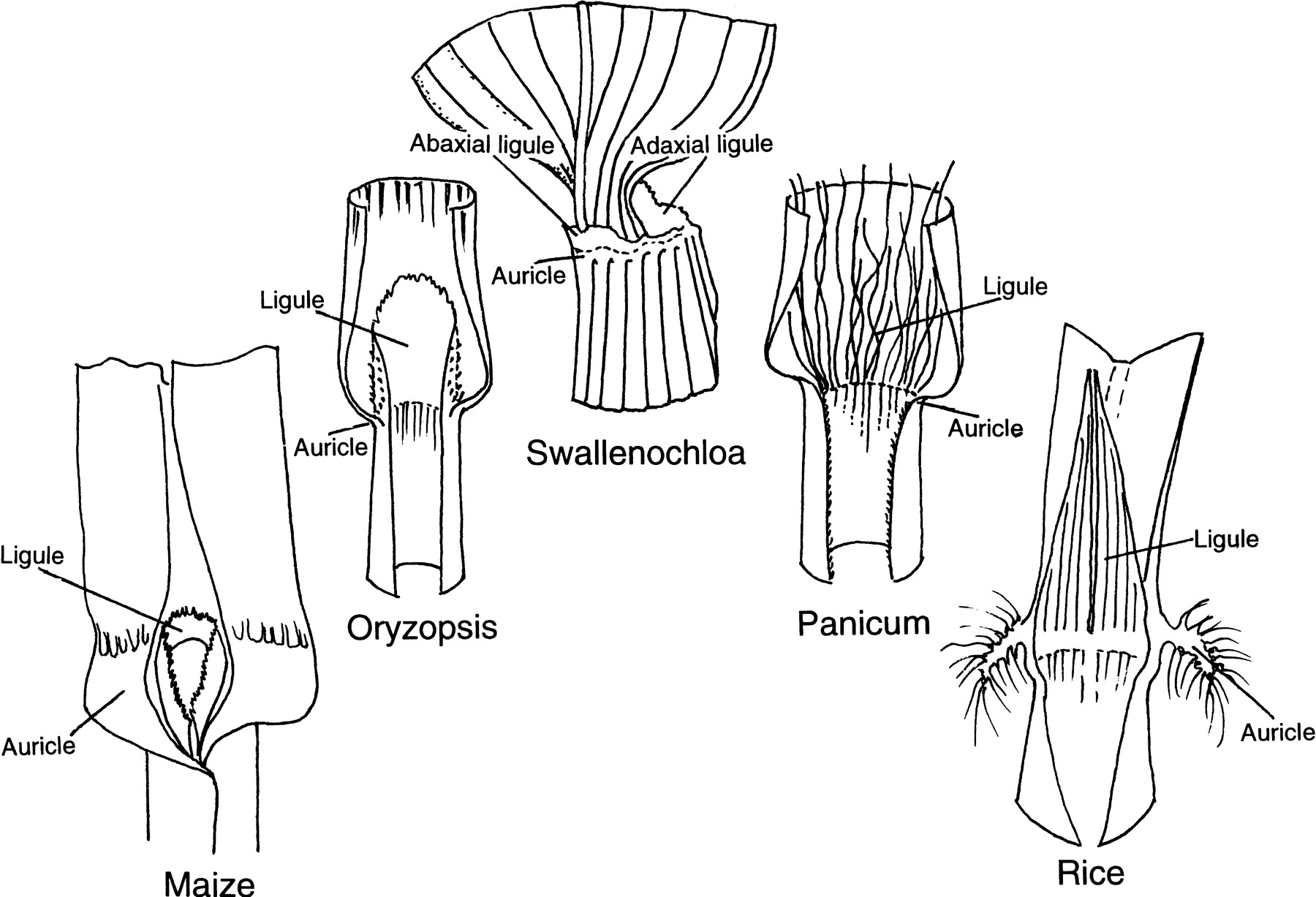 The Unified Grass Genome Synergy in Synteny