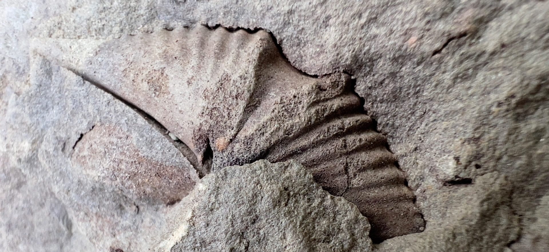 Payment process and options Environmental DNA (eDNA) & Genomics Core