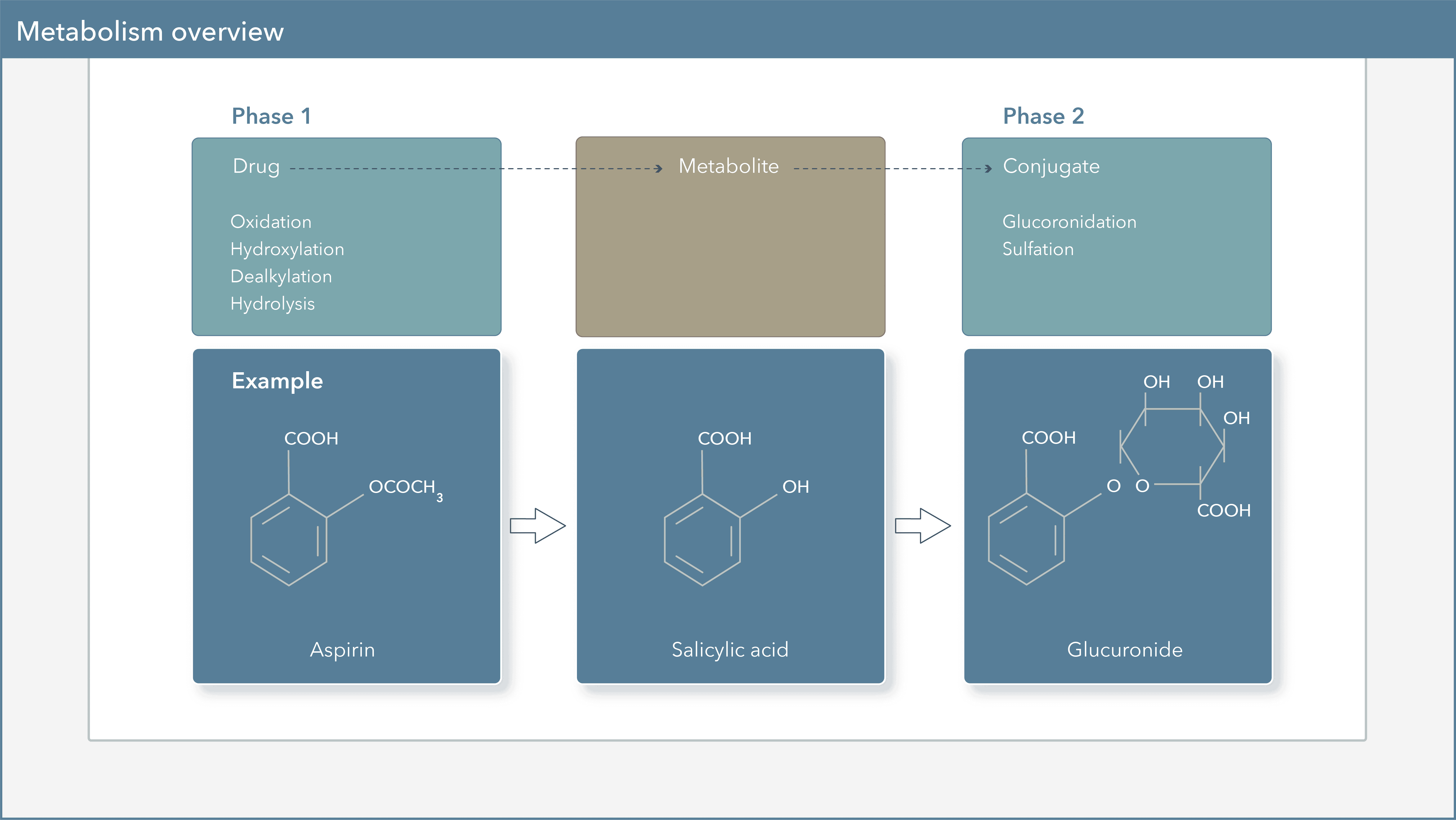 & the Aging Process Key Considerations for Medication