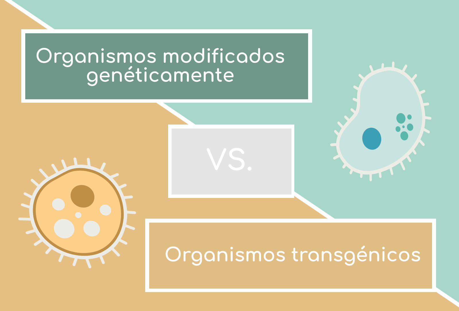 La diferencia entre organismo modificado genéticamente y un transgénico