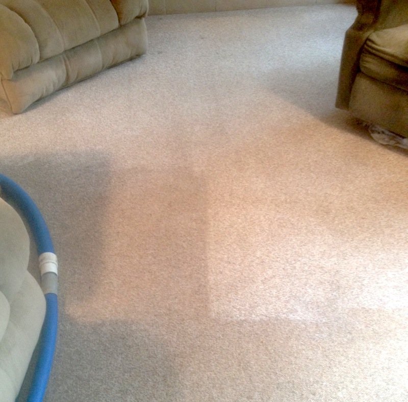 The Best Piece of Carpet Purchase Advice For Pet Owners Gentle Clean