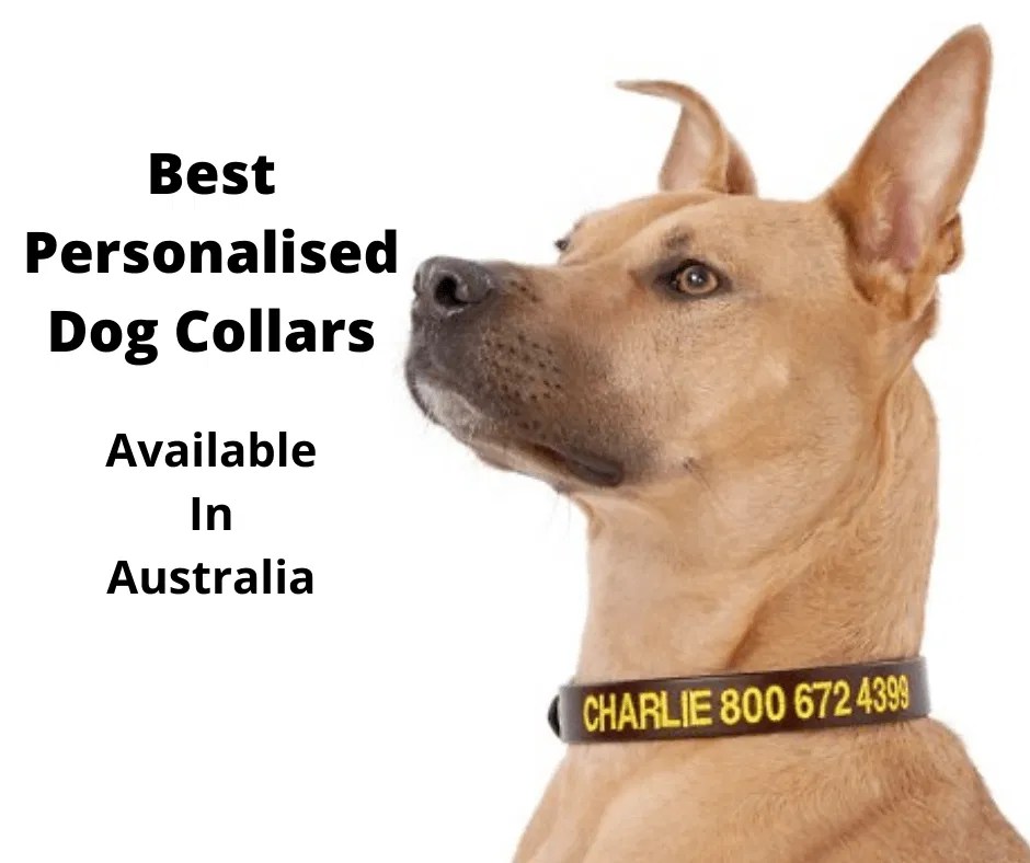 6 Best Personalised Dog Collars Australia (2023 Buyers Guide