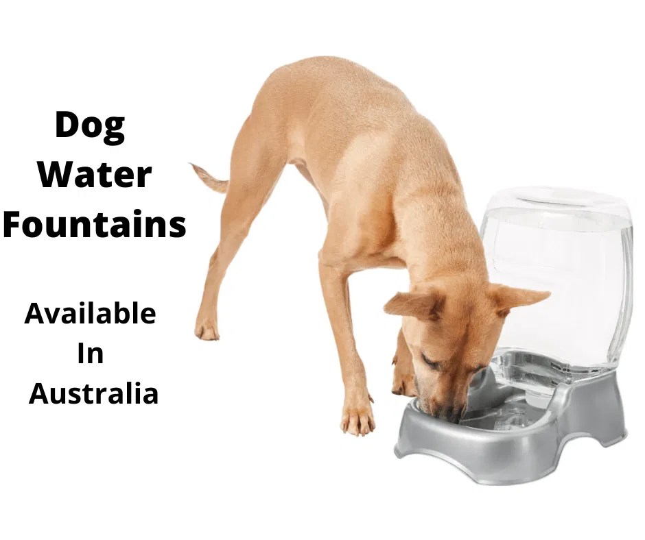 5 Best Dog Water Fountains Australia (2023 Buyers Guide