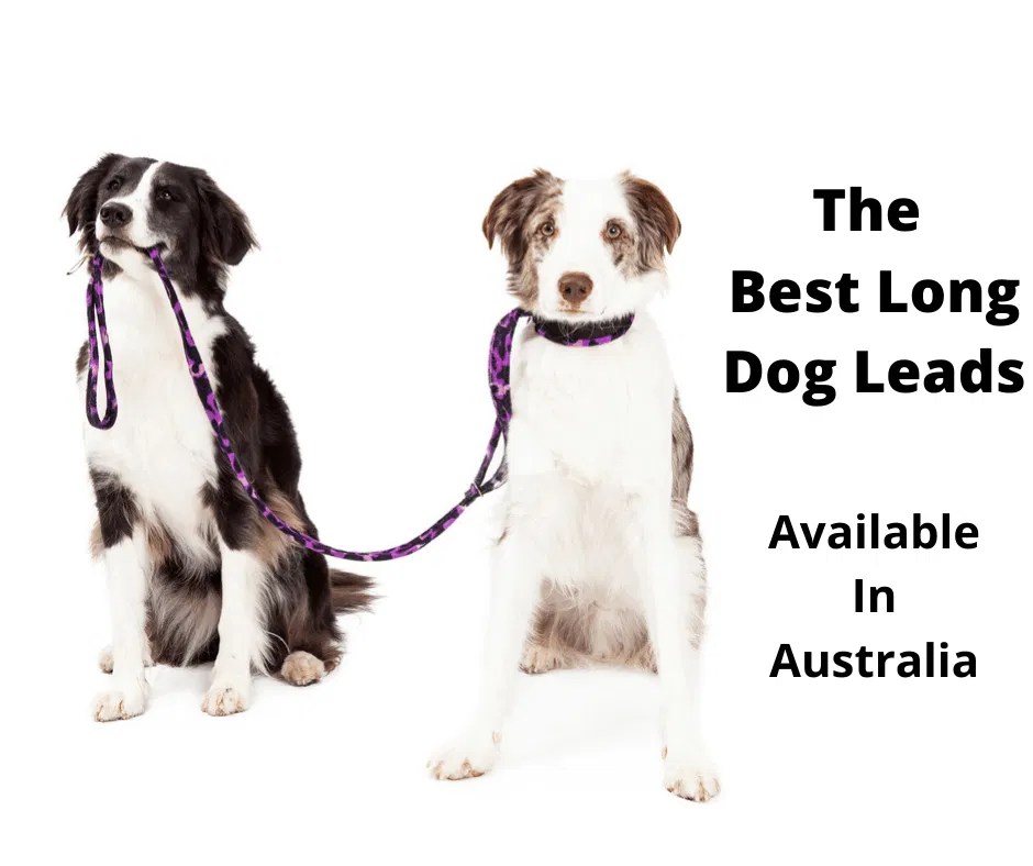 The 6 Best Long Dog Leads Australia Tested & Evaluated 2024