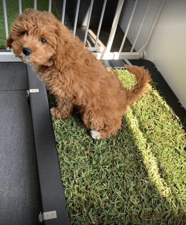 4 Best Dog Grass Toilet Options Australia (2022 Buyers Guide