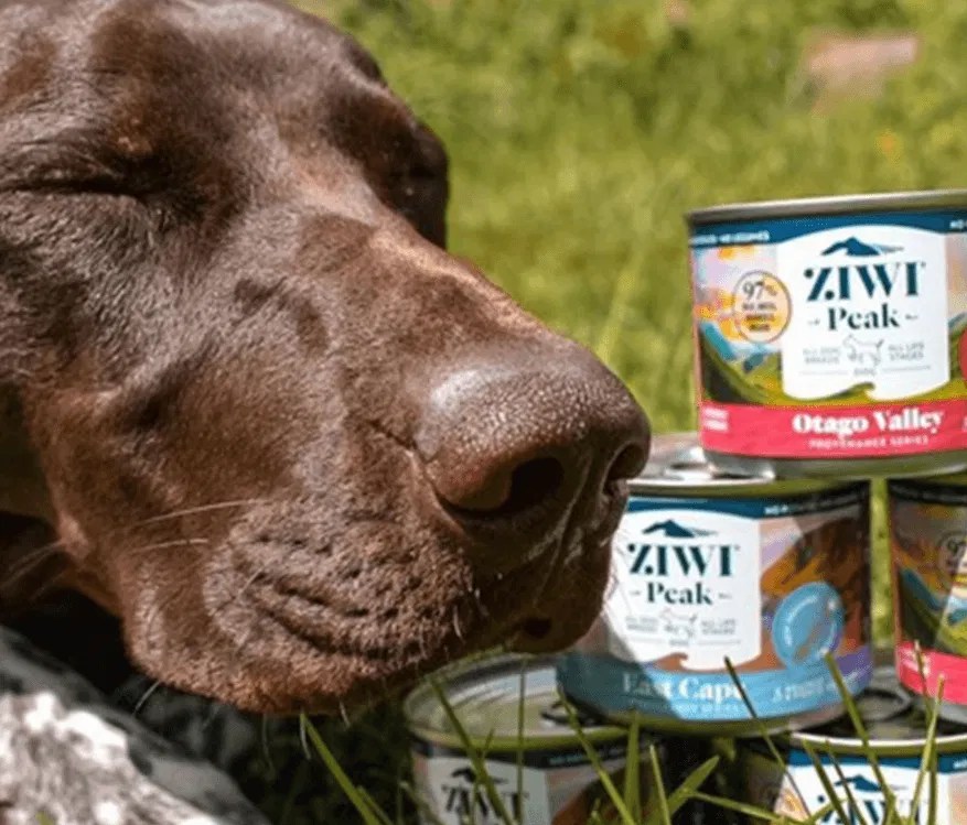 6 Best Wet Dog Food Options Australia (2023 Buyer’s Guide