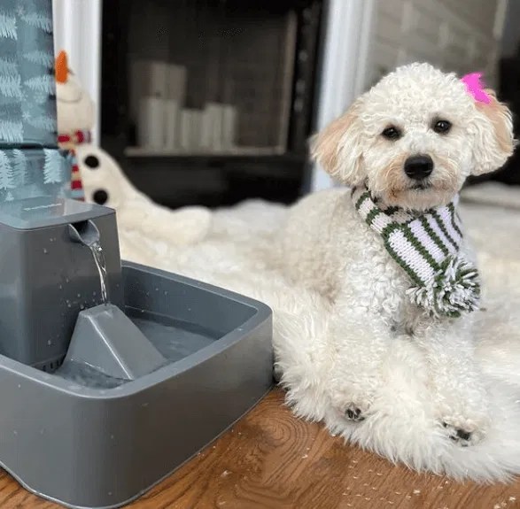 5 Best Dog Water Fountains Australia (2022 Buyers Guide