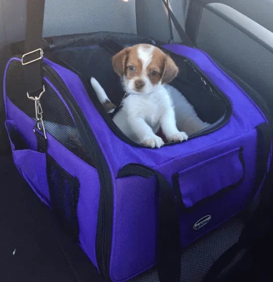 The Best Dog Car Booster Seats Australia (2023 Buyers Guide