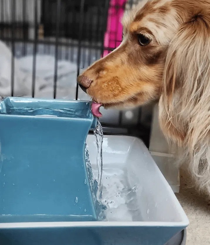 5 Best Dog Water Fountains Australia (2022 Buyers Guide