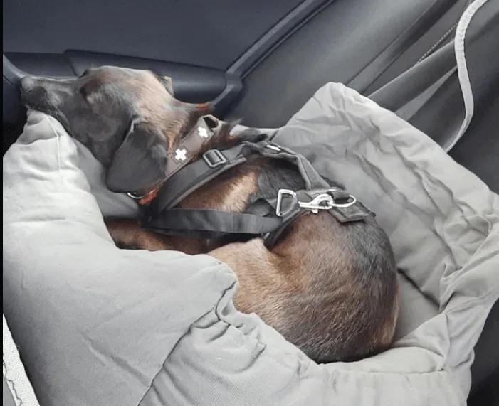 The Best Dog Car Booster Seats Australia (2023 Buyers Guide)