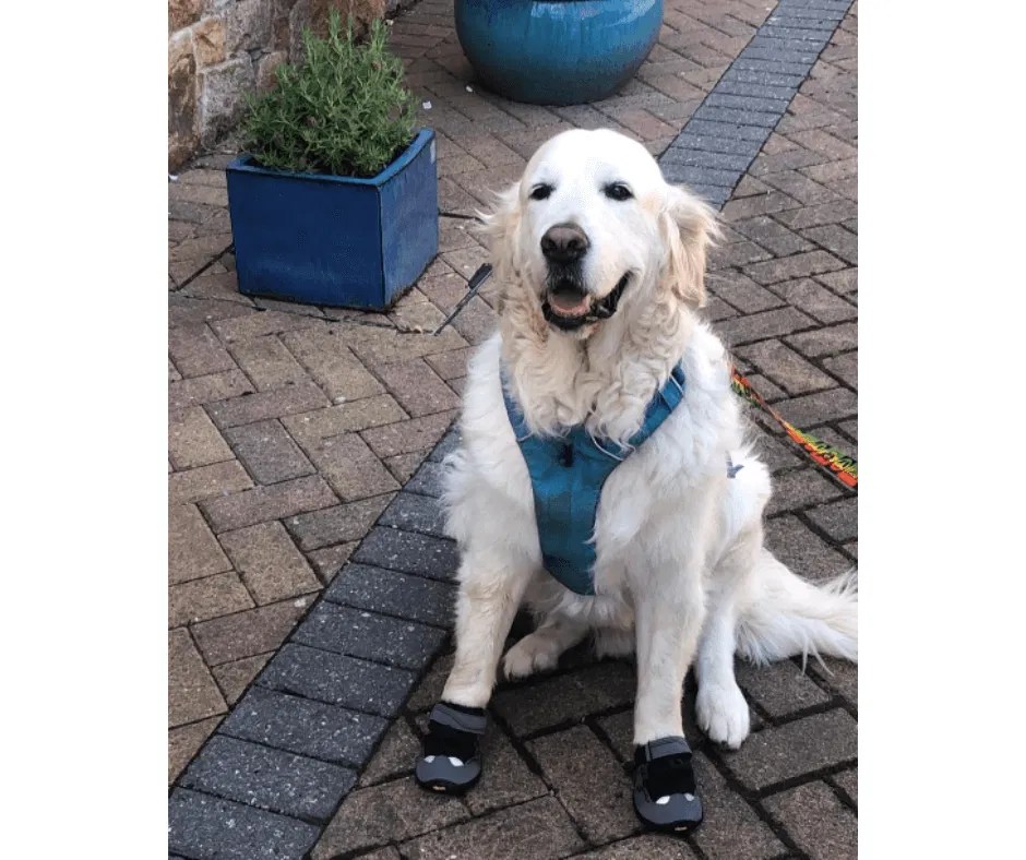 8 Best Dog Shoes Australia (2023 Buyers Guide)