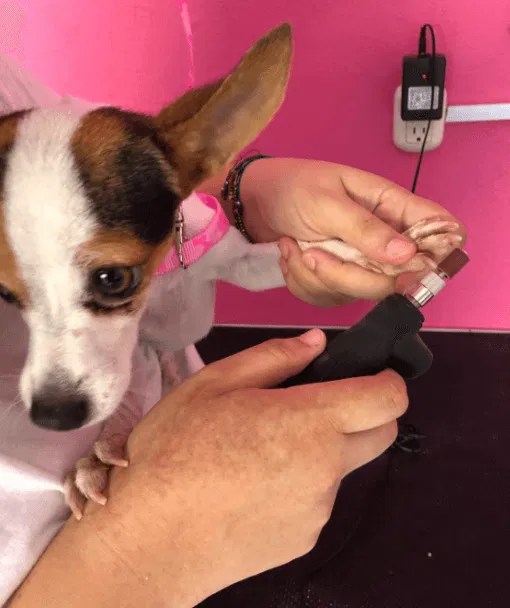 5 Best Dog Nail Grinder Options Australia (2023 Buyers Guide