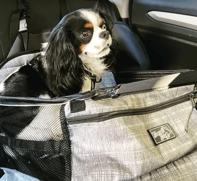 6 Best Dog Car Harness Options Australia (2023 Buyers Guide