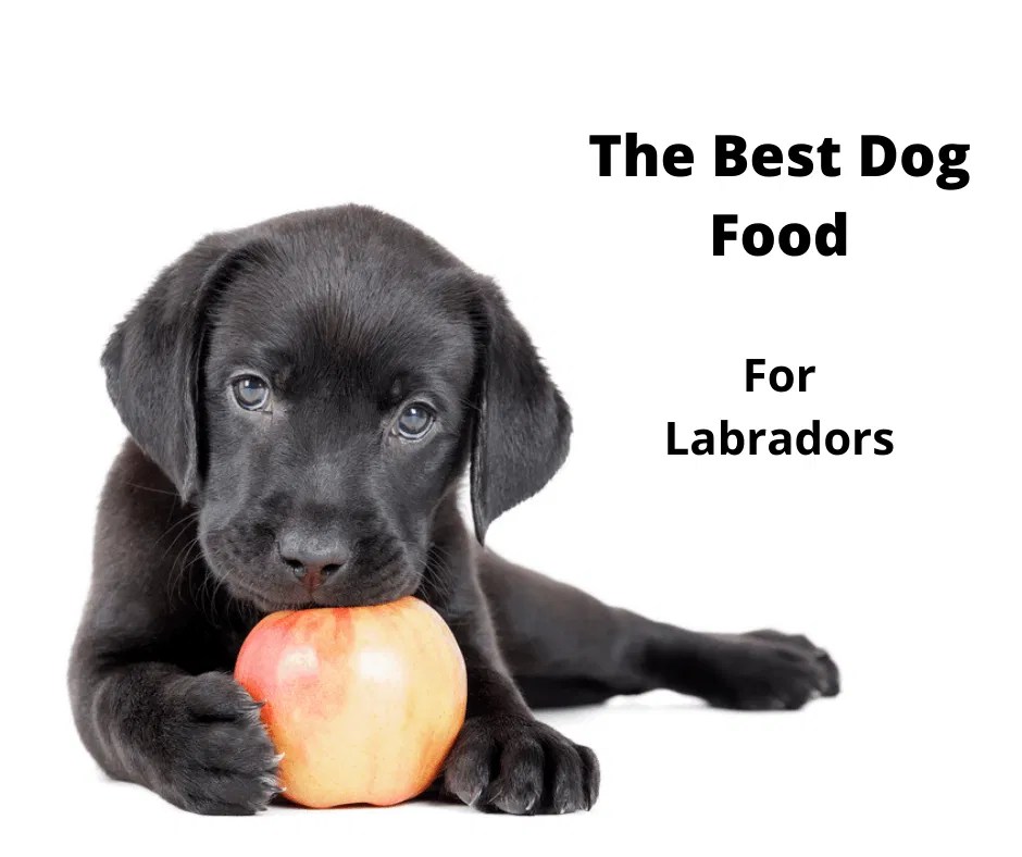 The 6 Best Labrador Foods Australia Tested & Evaluated 2023