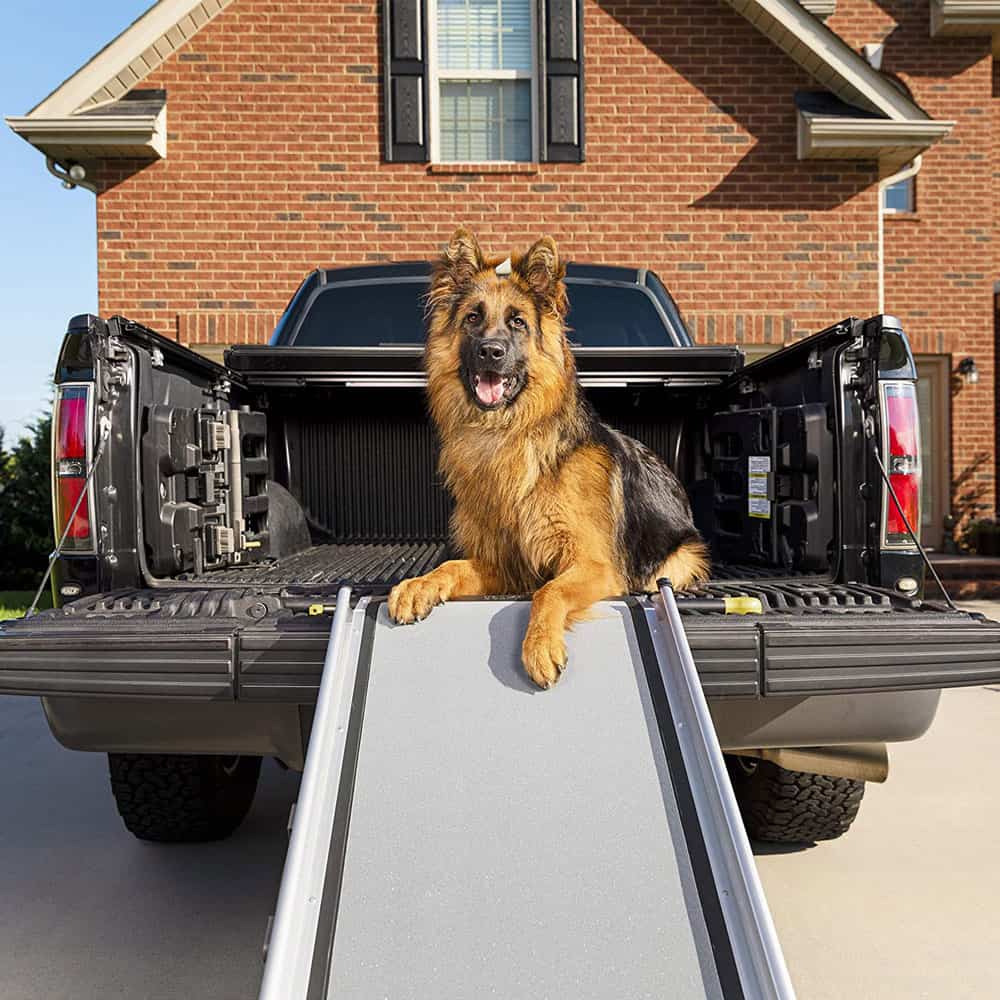 10 Best Dog Ramp Options Australia (2023 Buyers Guide