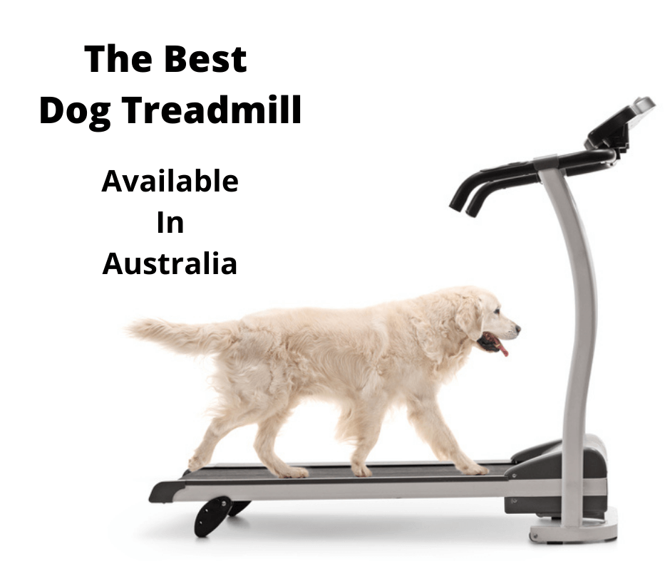 Are Human Treadmills Safe For Dogs