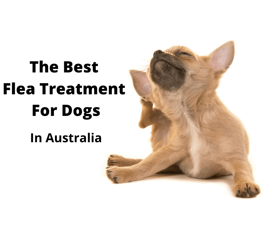 What Is The Safest Flea Treatment For Dogs