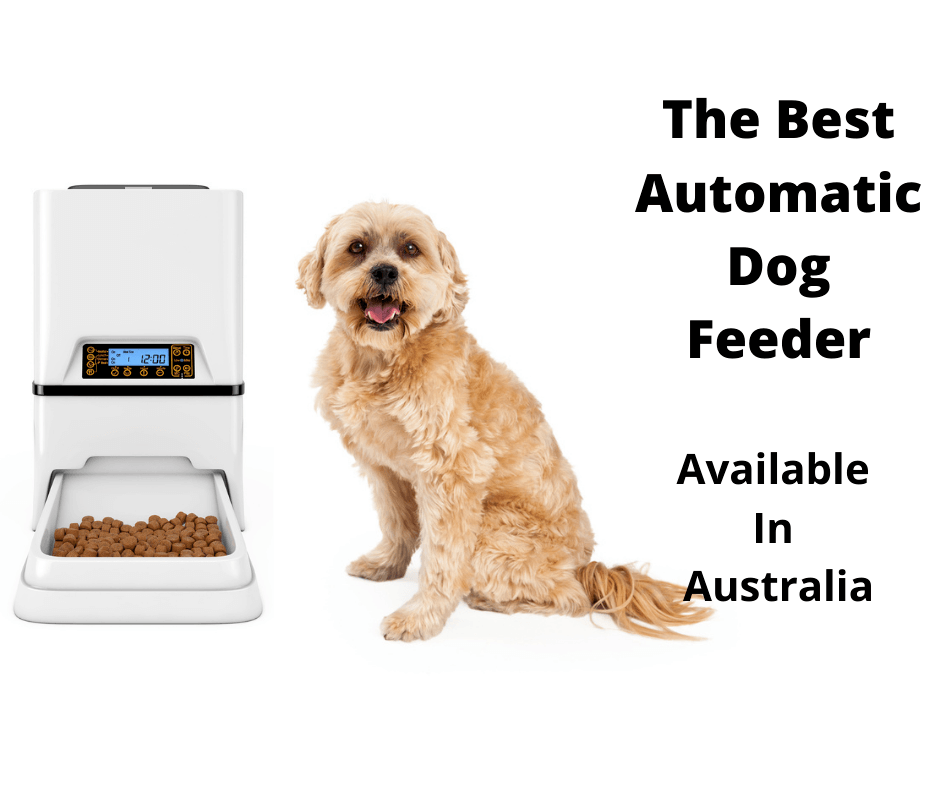 Best Automatic Dog Feeder Australia (2021 Buyers Guide