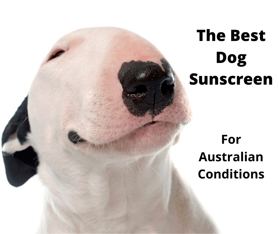 Best Dog Sunscreen Australia (2021 Buyers Guide)