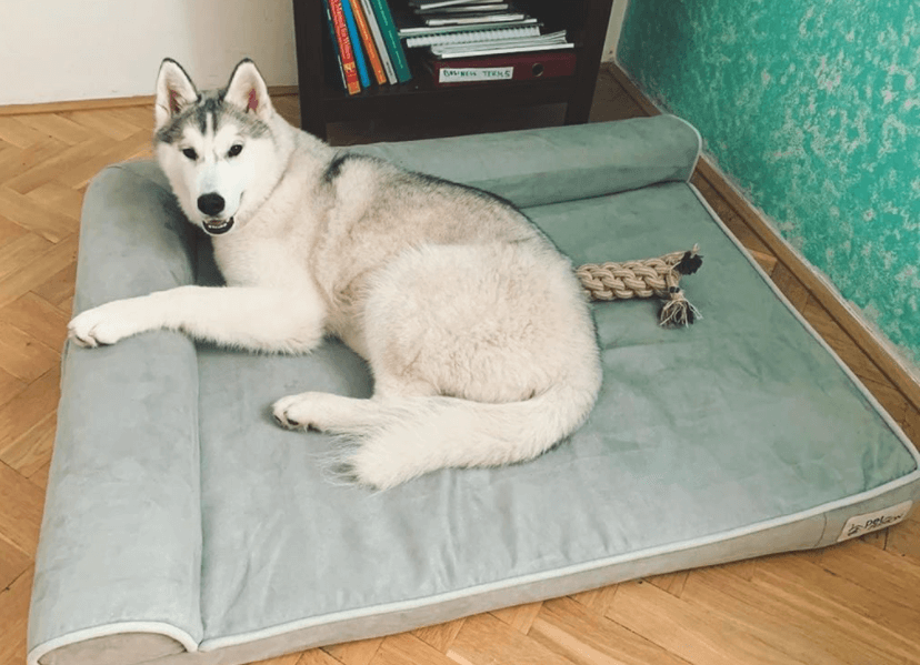 The 11 Best Dog Beds Australia Tested & Evaluated 2024