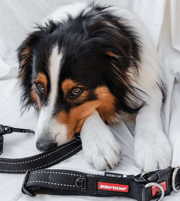 The 5 Best Dog Car Harnesses Australia Tested & Evaluated 2024