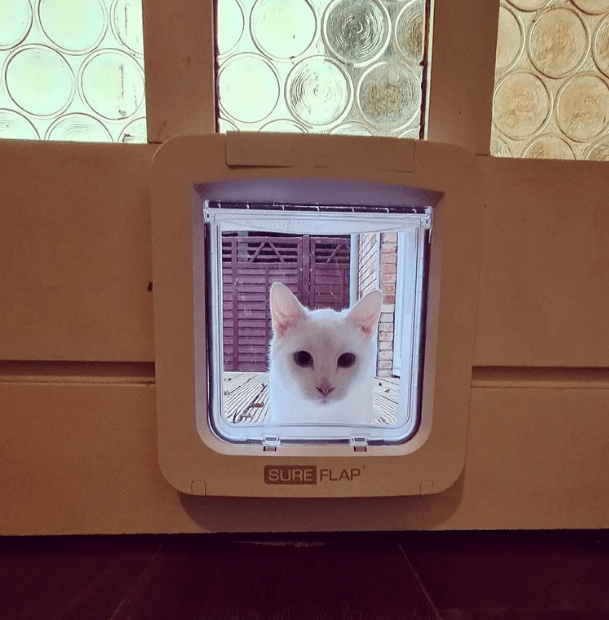 The 6 Best Dog Doors Australia Tested & Evaluated 2024