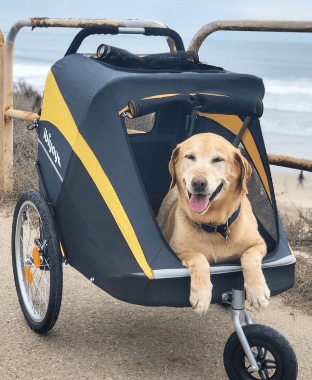 6 Best Dog Bike Trailers Australia (2024 Buyers Guide
