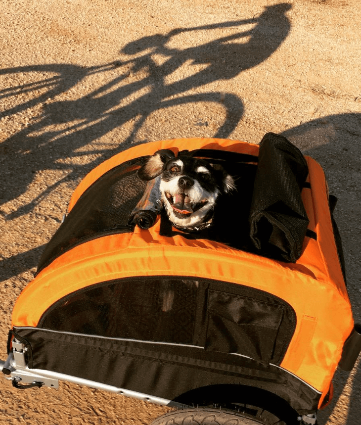 6 Best Dog Bike Trailers Australia (2024 Buyers Guide