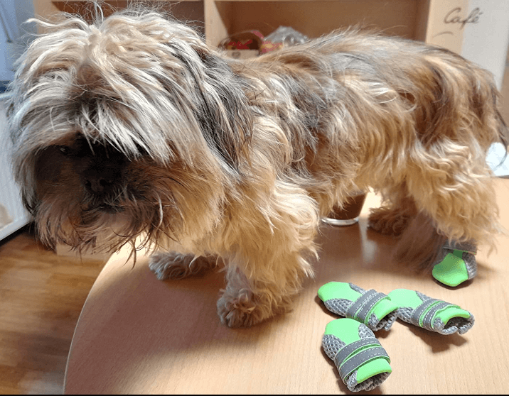 The 8 Best Dog Shoes Australia Tested & Evaluated 2024