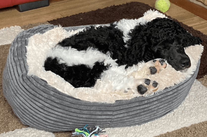 The 10 Best Indestructible Dog Beds Australia Tested & Evaluated